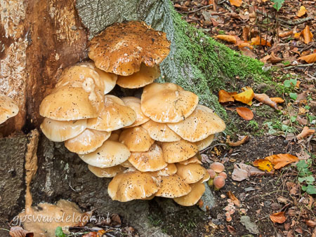 20251012-DSCN0461.jpg