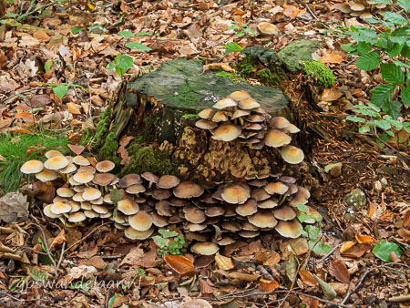 20251012-DSCN0480.jpg