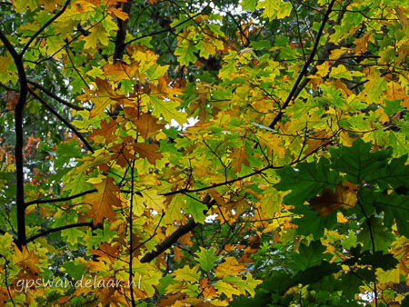 20251012-DSCN0499.jpg