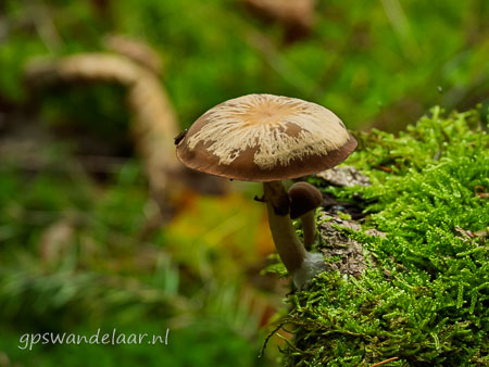 20251012-DSCN0585.jpg