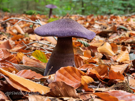 20251012-DSCN0619.jpg