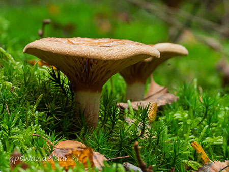 20251012-DSCN0664.jpg