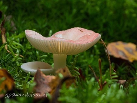 20251012-DSCN0669.jpg