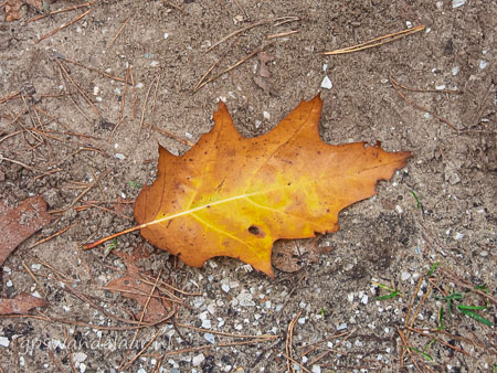 20251012-DSCN0733.jpg