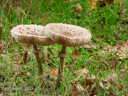 20251012-DSCN0750.jpg