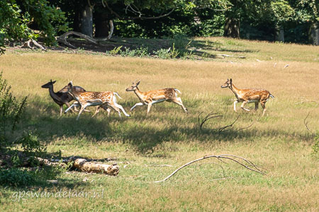 20260710-DSC06881.jpg